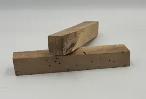 Valnød pen blank